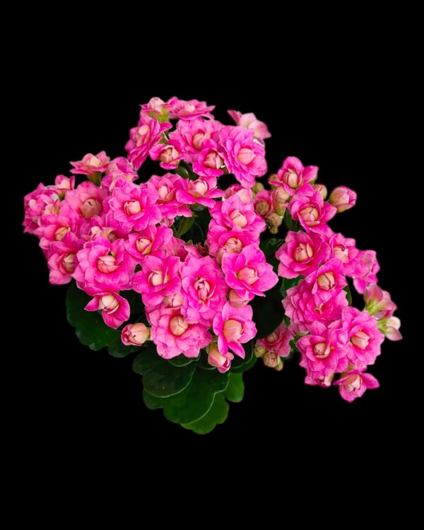 Pack of 5 Kalanchoe Blossfeldiana Bangalore delivery - Image 2