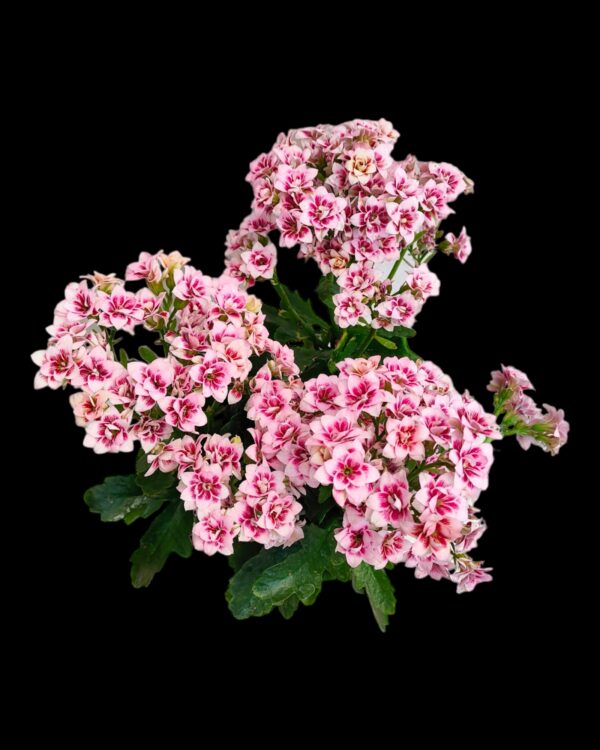 Pack of 5 Kalanchoe Blossfeldiana Bangalore delivery - Image 3