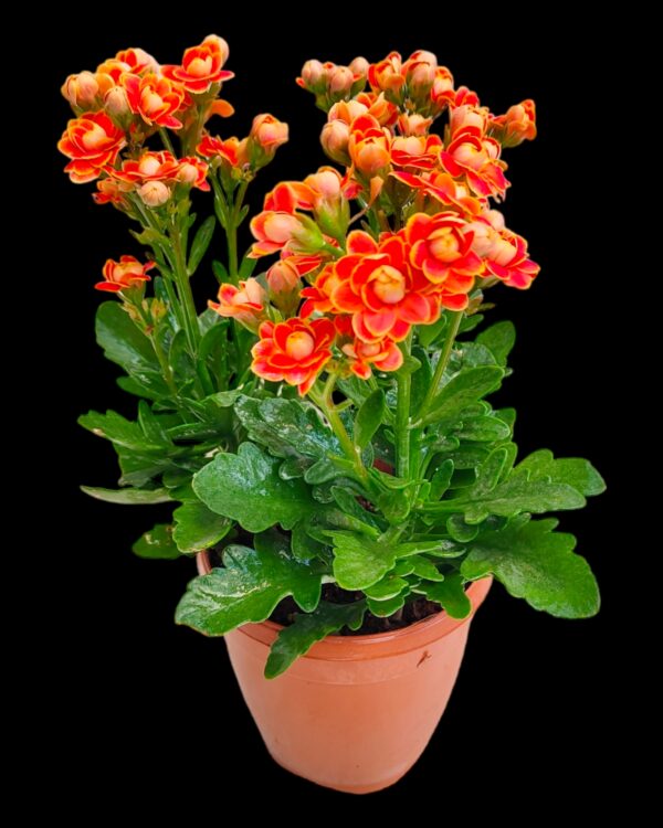 Pack of 5 Kalanchoe Blossfeldiana Bangalore delivery - Image 4