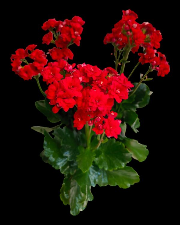 Pack of 5 Kalanchoe Blossfeldiana Bangalore delivery - Image 5