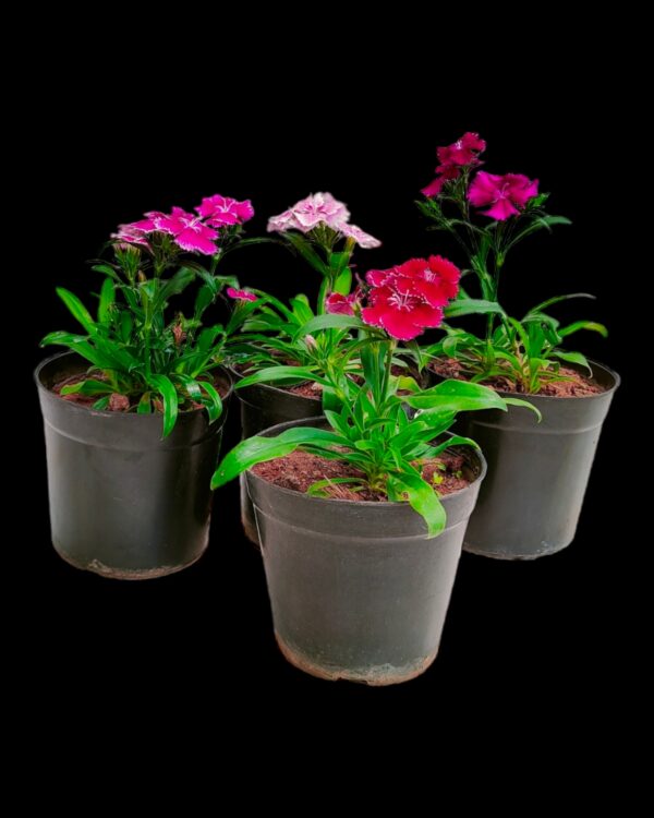 Dianthus- Pack of 4 - Image 2