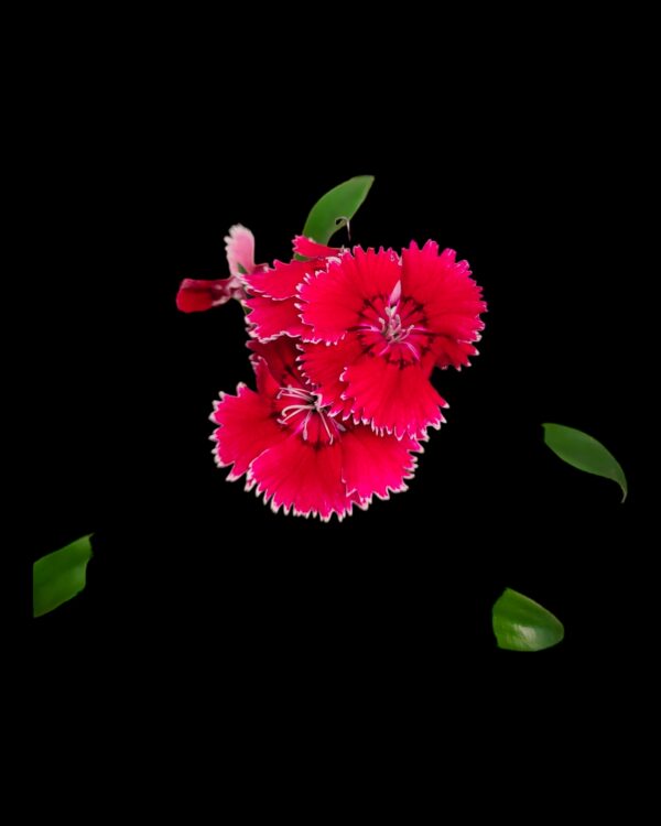 Dianthus- Pack of 4 - Image 3