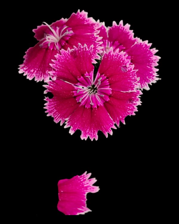 Dianthus- Pack of 4 - Image 4
