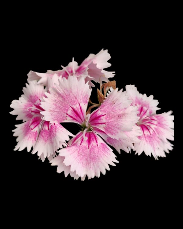 Dianthus- Pack of 4 - Image 5