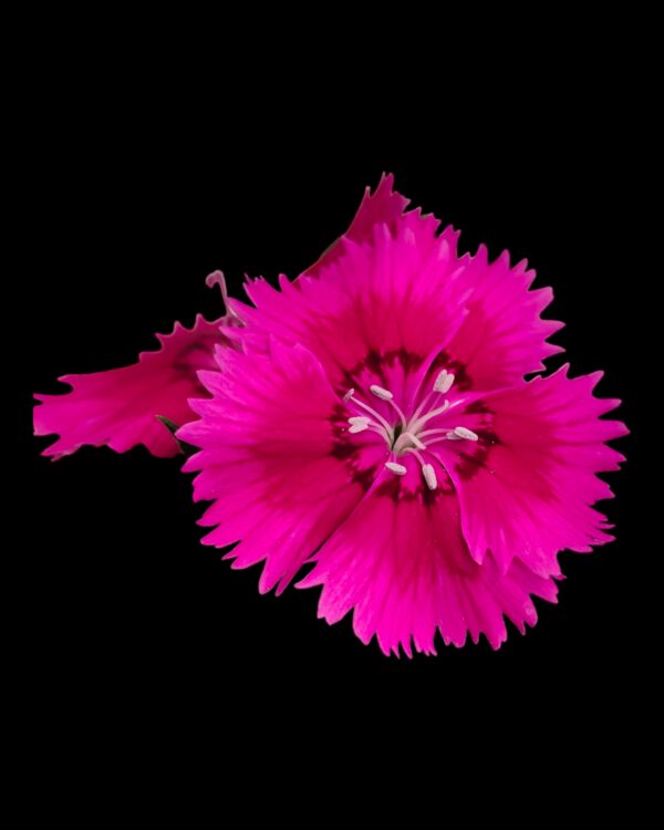 Dianthus- Pack of 4 - Image 6