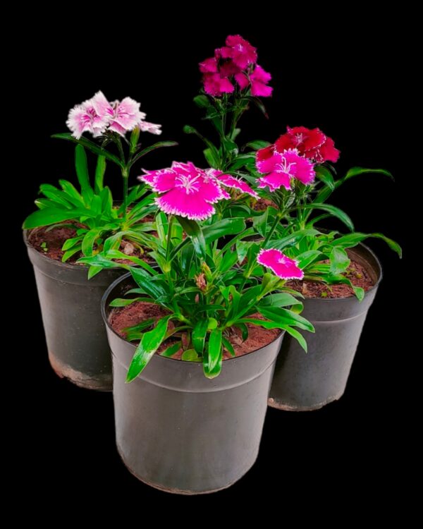 Dianthus- Pack of 4 - Image 8