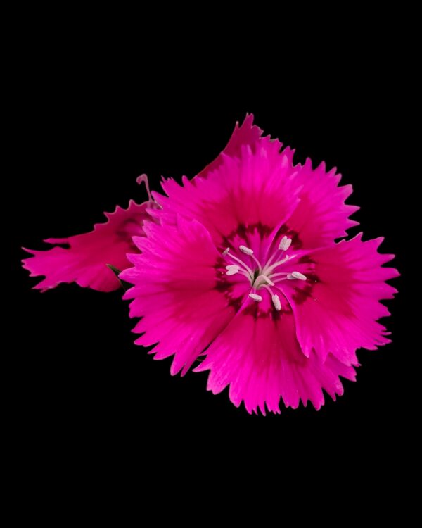 Dianthus- Pack of 4 - Image 9