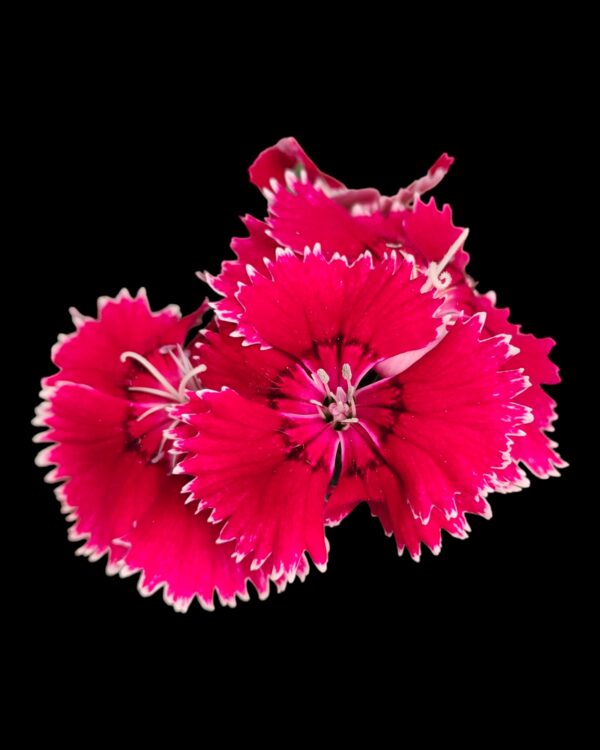 Dianthus- Pack of 4 - Image 10