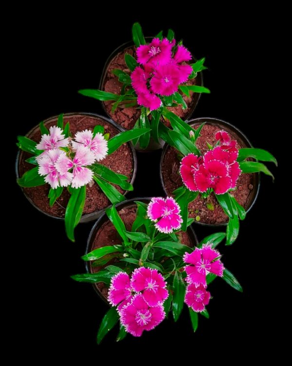 Dianthus- Pack of 4 - Image 7
