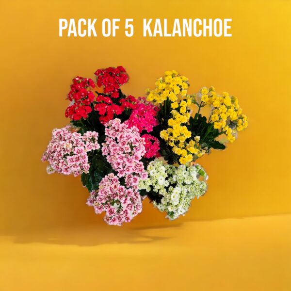 Pack of 5 Kalanchoe Blossfeldiana Bangalore delivery