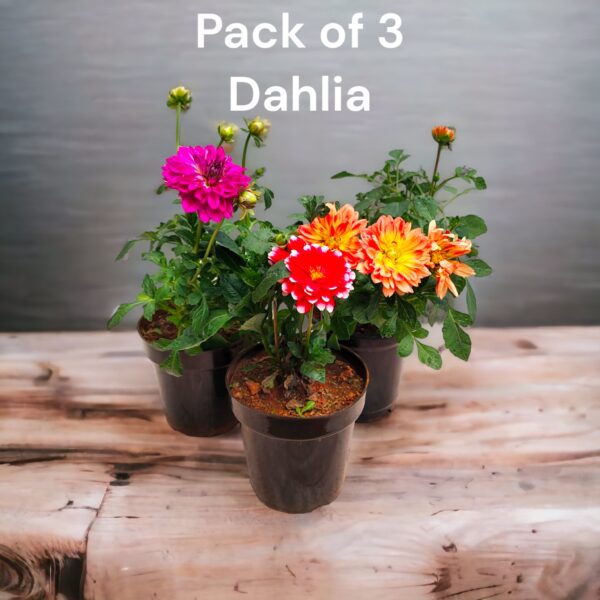 Dahlia-Pack of 3
