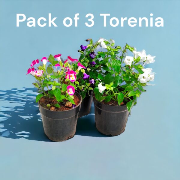 Torenia-pack of 3