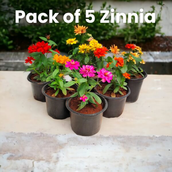 Zinnia-Pack of 5