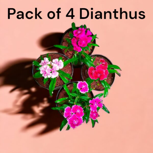 Dianthus- Pack of 4
