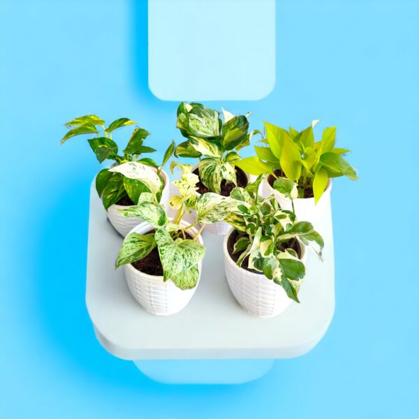 Money Plant Pack Of 5 Combo Bangalore delivery