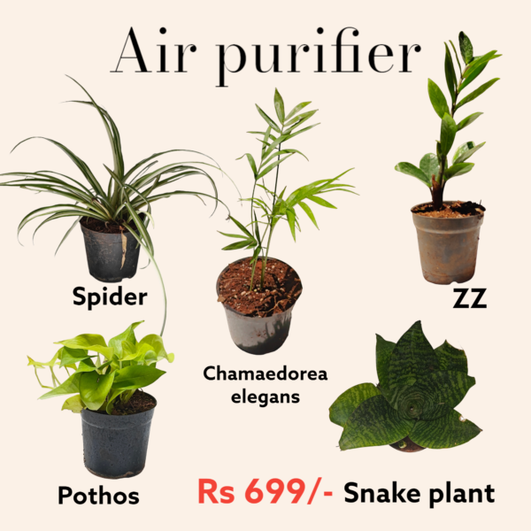 Air Purifier -Pack of 5 Bangalore delivery