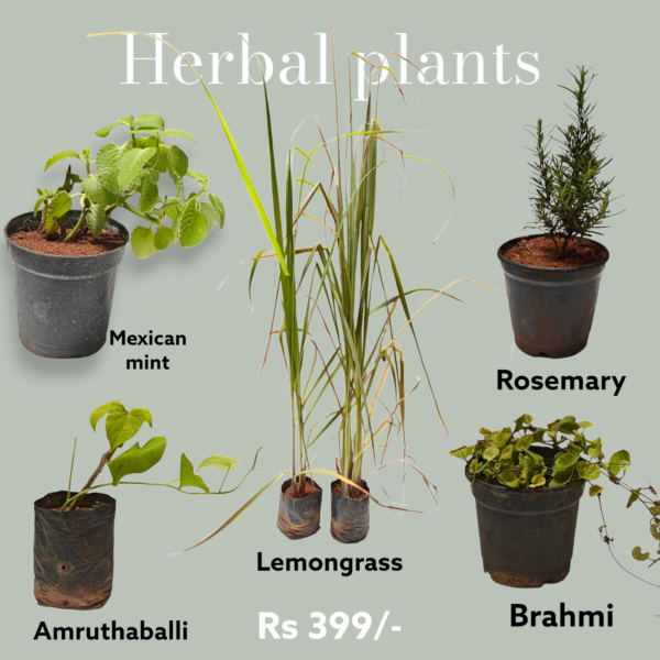 Herbal Plants- Pack of 5 (Mexican Mint, Lemongrass, Rosemary, Brahmi, and Amruthaballi) Bangalore delivery