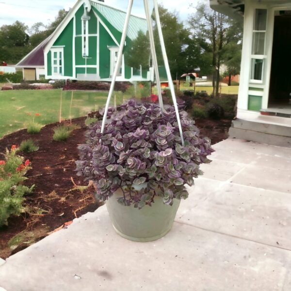 PINK LADY (Callisia Repens) In Hanging Pot Bangalore delivery