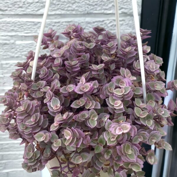 PINK LADY (Callisia Repens) In Hanging Pot Bangalore delivery - Image 3