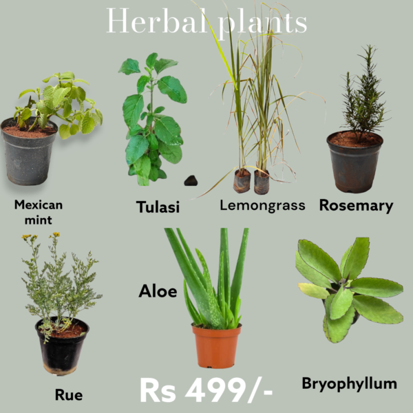 Herbal Plants- Combo of 7 Different Plants Bangalore Delivery