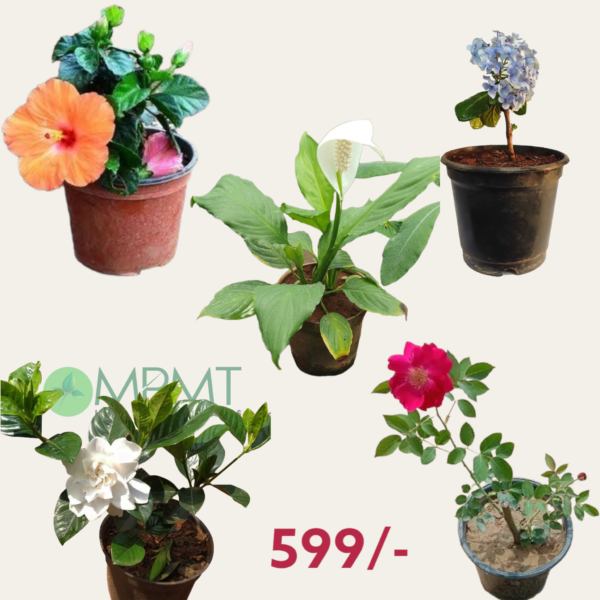 Flowering Combo- Pack of 5 different Plants Bangalore delivery