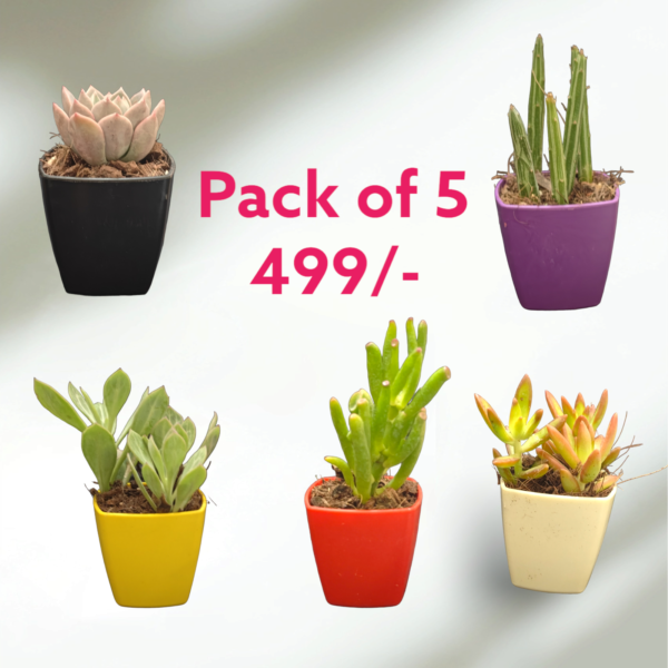 Combo Pack of 5 Succulent Bangalore delivery