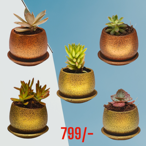Combo pack of 5 Succulent in Terracotta pot