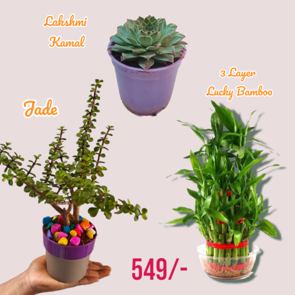 Feng shui plants combo of 3