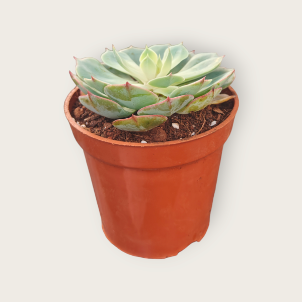 Echeveria Succulent Pack of 4 - Image 4