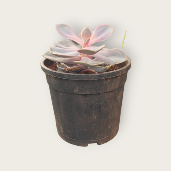 Echeveria Succulent Pack of 4 - Image 5
