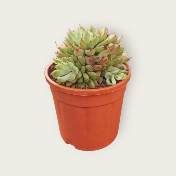 Echeveria Succulent Pack of 4 - Image 3