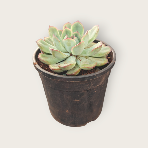 Echeveria Succulent Pack of 4 - Image 2