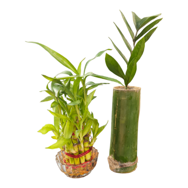 Harmony Duo: 2-Layer Lucky Bamboo and ZZ Plant in Real Bamboo Planter
