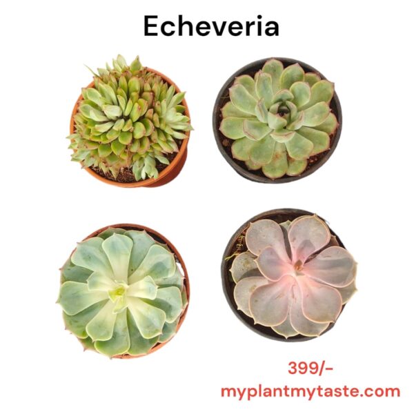 Echeveria Succulent Pack of 4