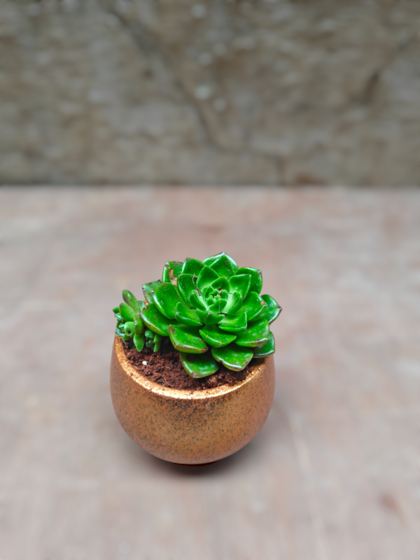 Charming Succulent Gift in Terracotta Pot