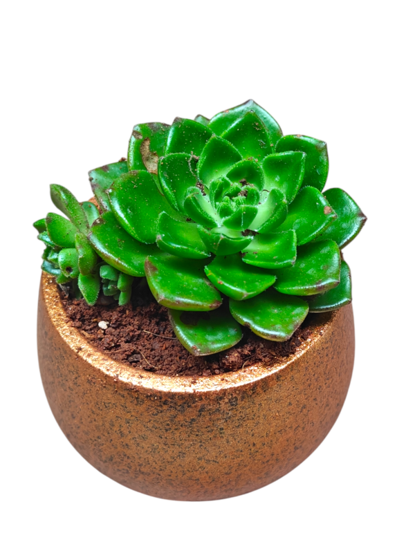 Charming Succulent Gift in Terracotta Pot - Image 2