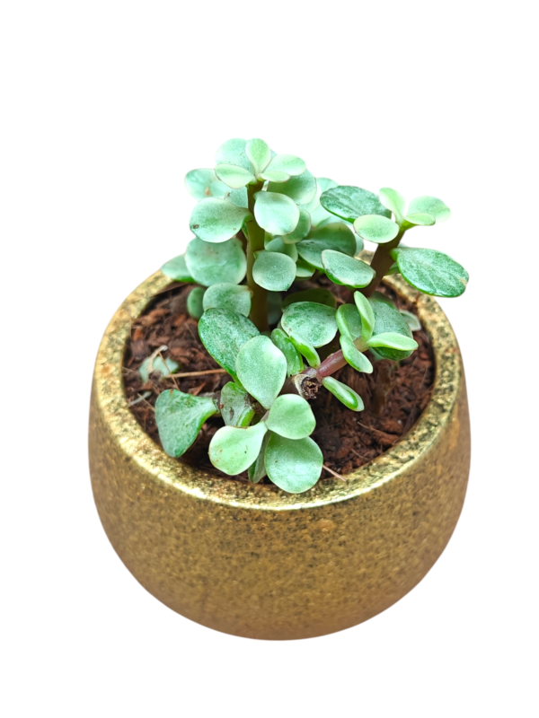 Jade Variegated- in 3"Terracotta Pot - Image 2