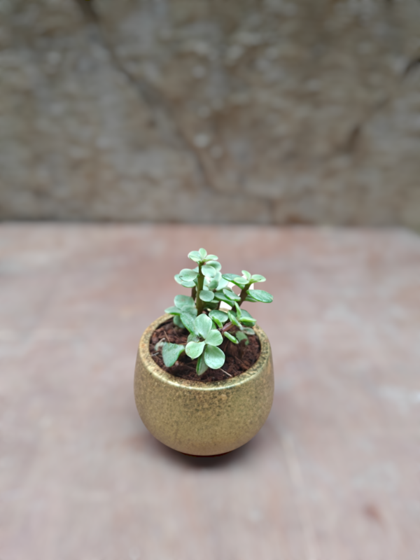 Jade Variegated- in 3"Terracotta Pot