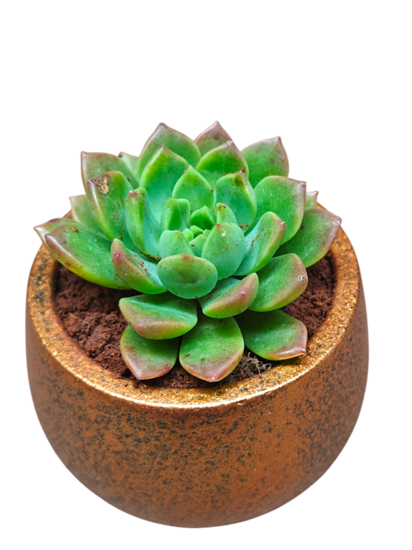 Succulent-Gifts in Green - Image 2