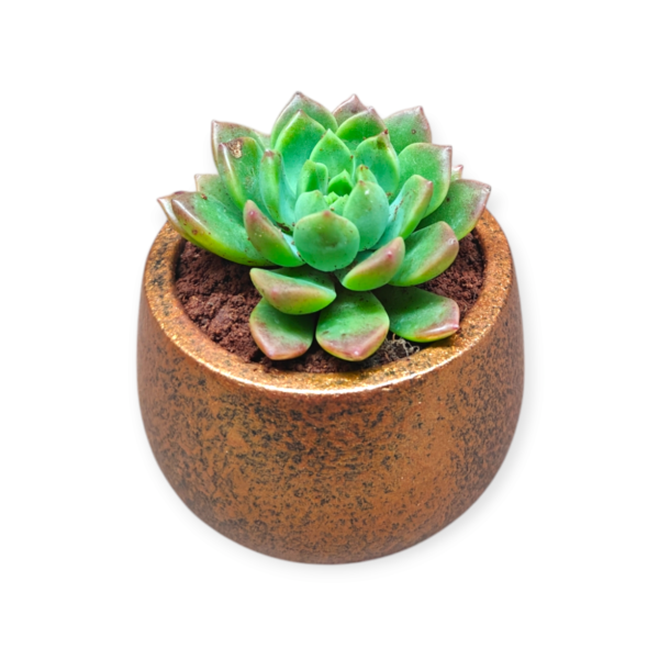 Succulent-Gifts in Green