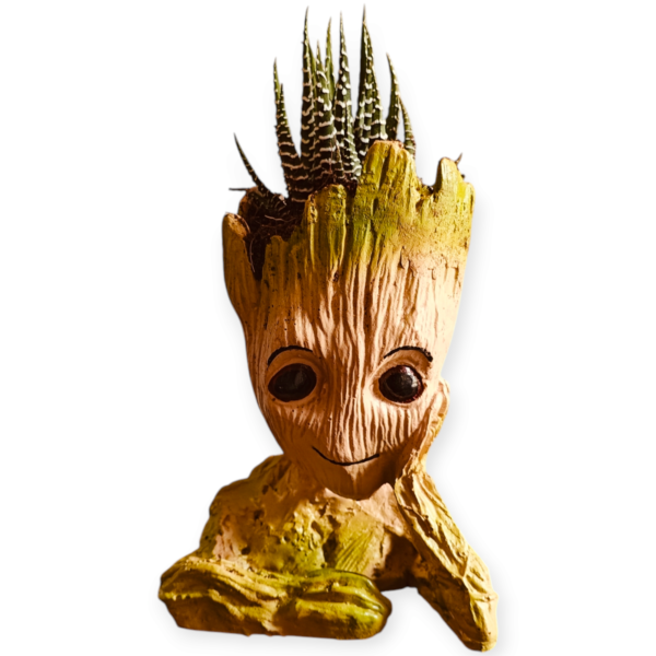 Zebra Plant- Groot Planter