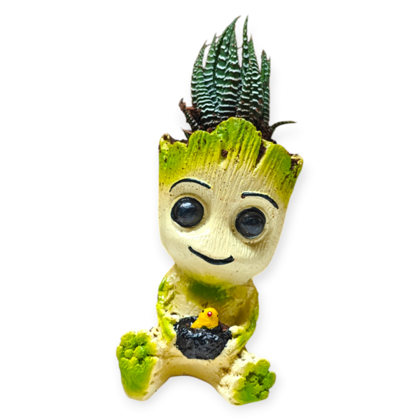 Zebra Plant in Groot Planter