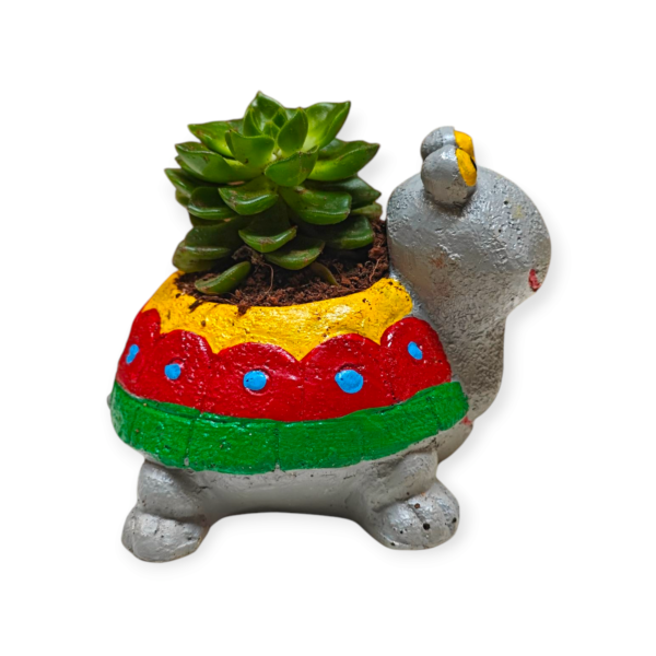 Echeveria in Tortoise Planter - Image 2