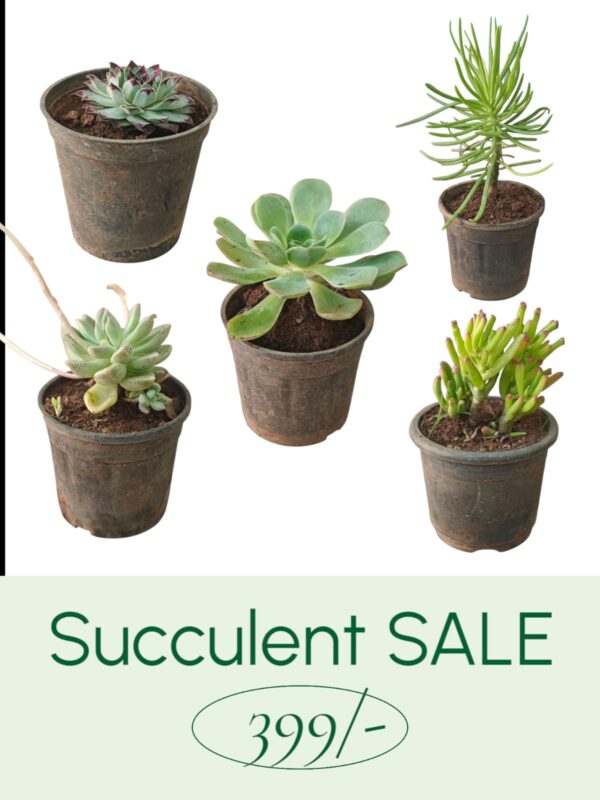 Evergreen Charm Pack- set of 5 succulent combo