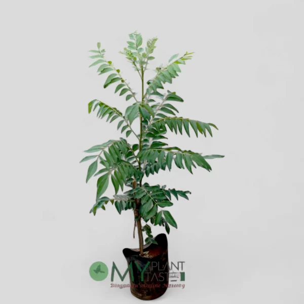 Curry leaf plant