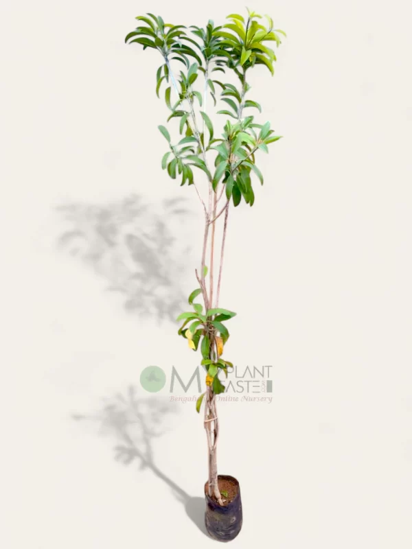 Chikkoo Cricket Ball Plant – Bangalore Delivery