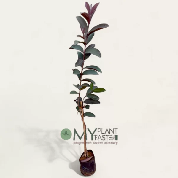 Malaysian Red Guava/Black Guava