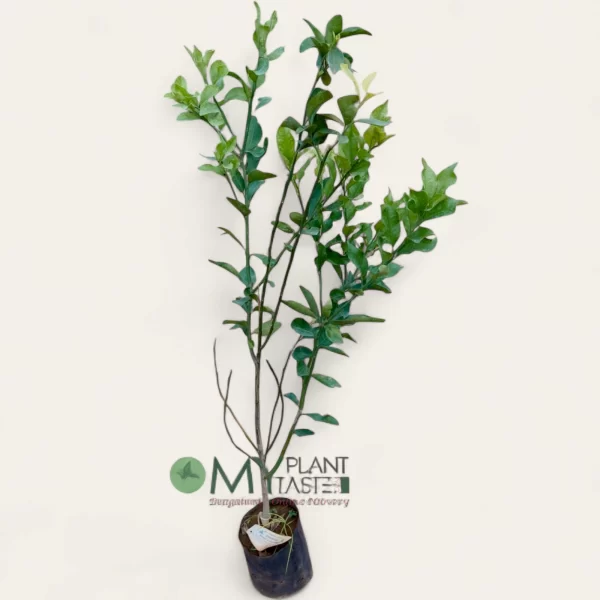 Orange plant