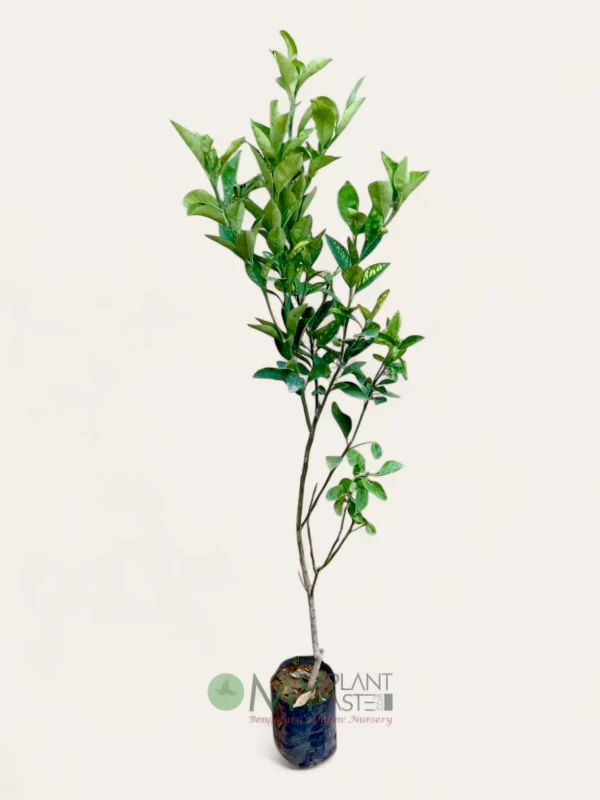 Musambi Plant – Fresh Bangalore Delivery Available