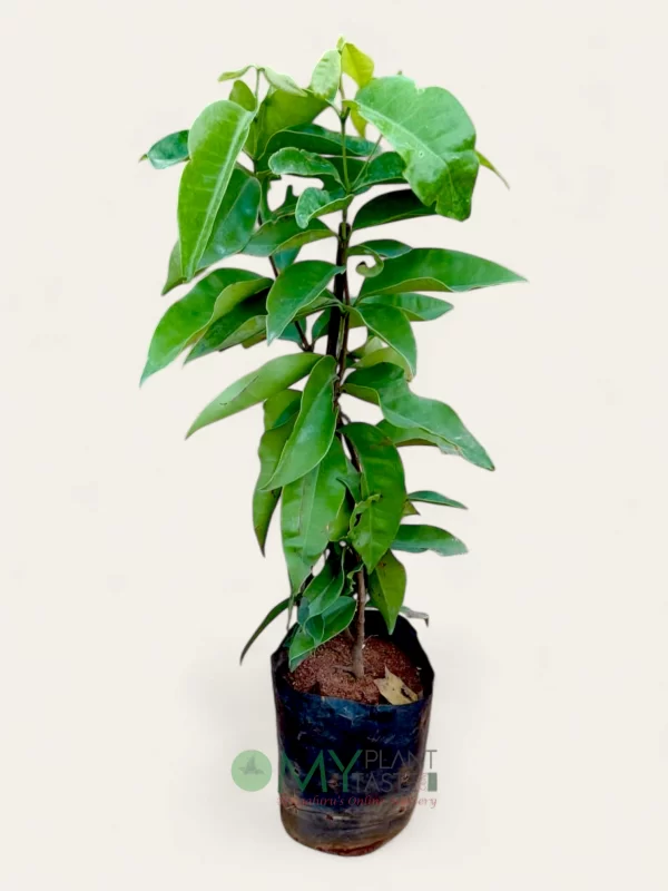 Blueberry Plant Bangalore Delivery